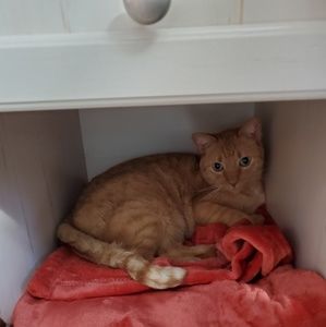 Meet your Posher, Shannon